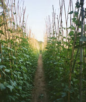 Fagiolo di Sorana Azienda Agricola di Simone Mariani